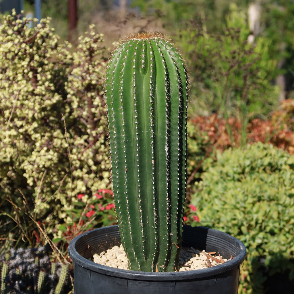 Golden Saguaro ‘Neobuxbaumia polylopha’