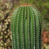 Golden Saguaro ‘Neobuxbaumia polylopha’