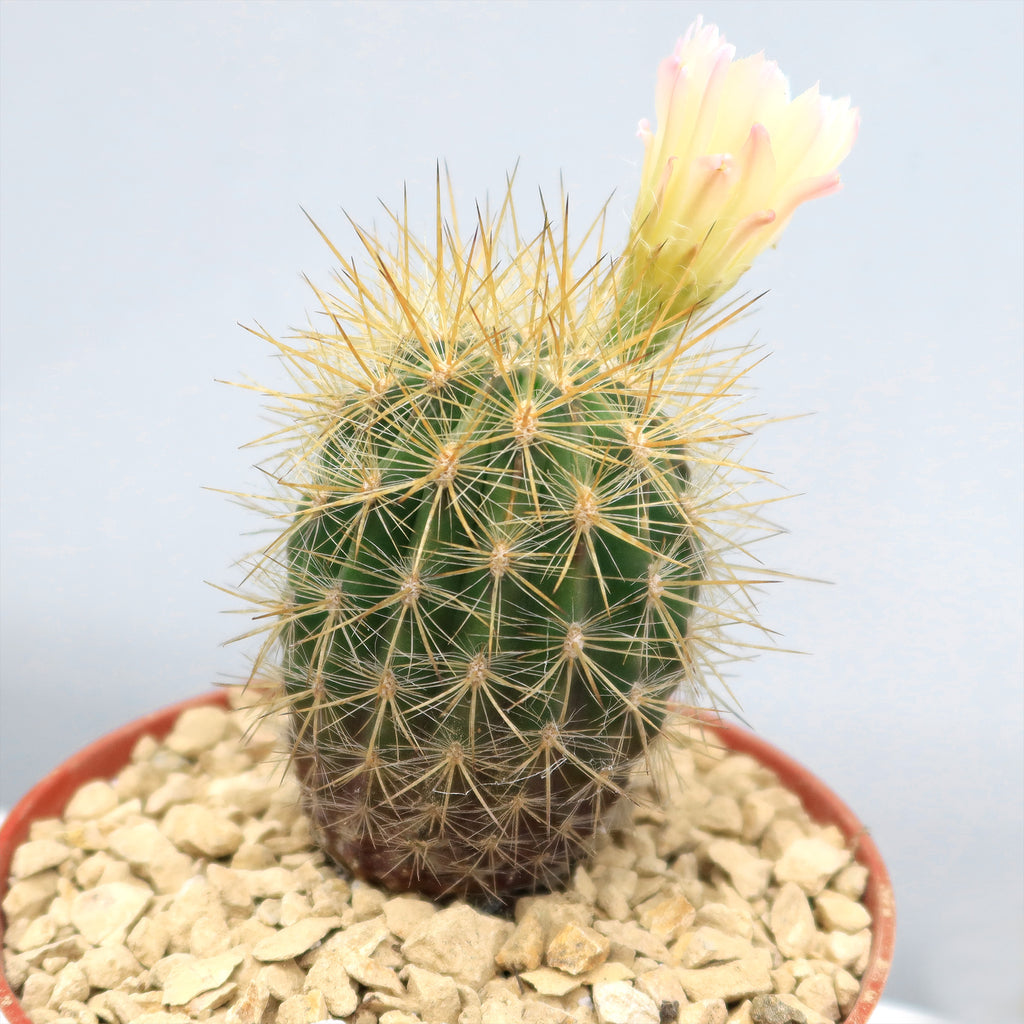 Neochilenia chilensis flaviflora