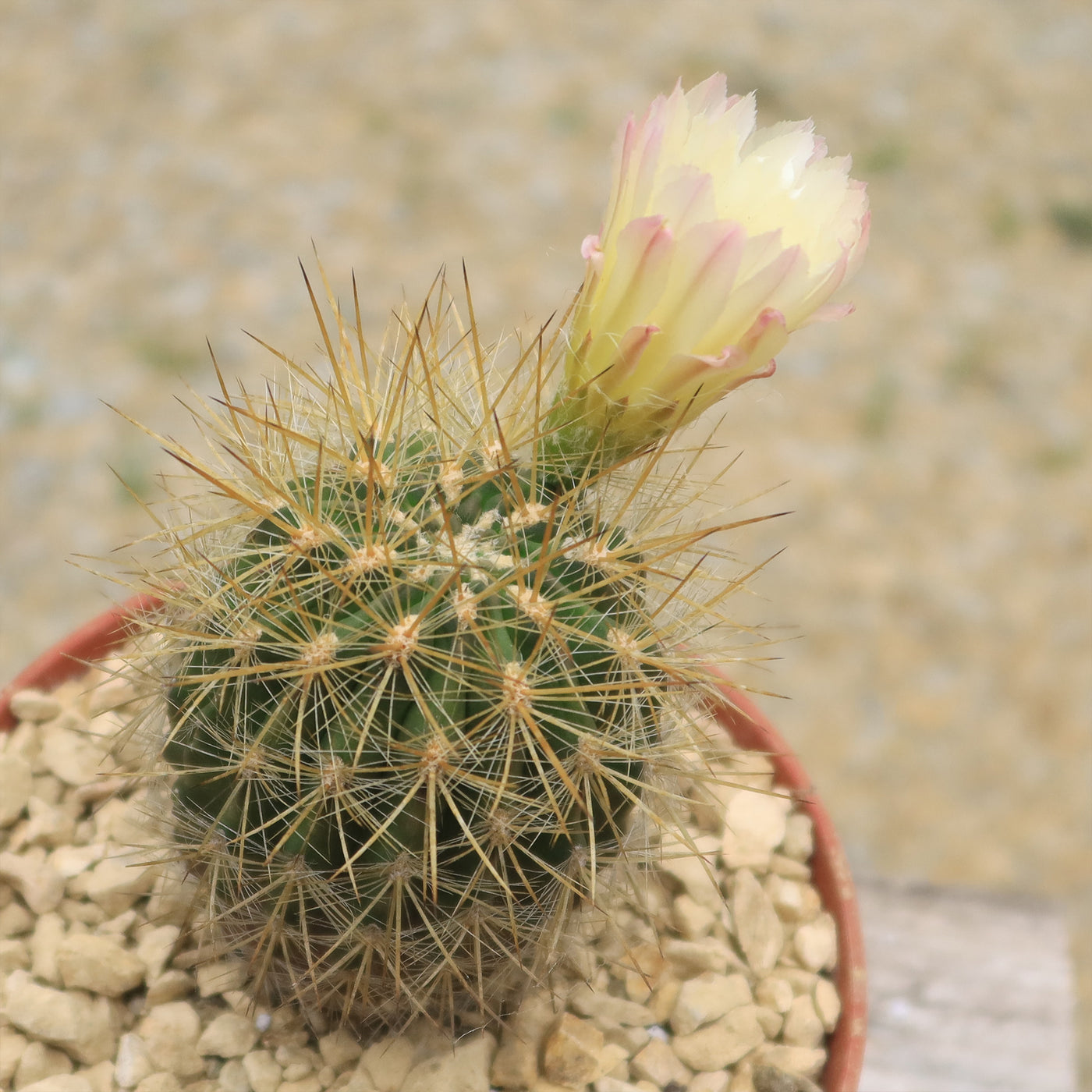 Neochilenia chilensis flaviflora