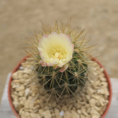 Neochilenia chilensis flaviflora