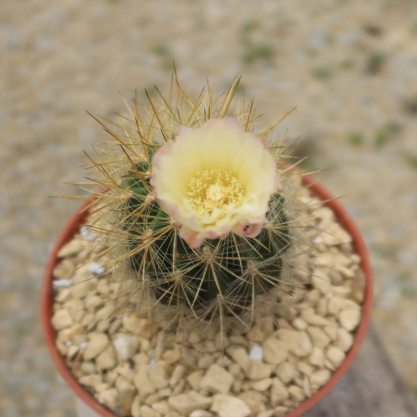 Neochilenia chilensis flaviflora