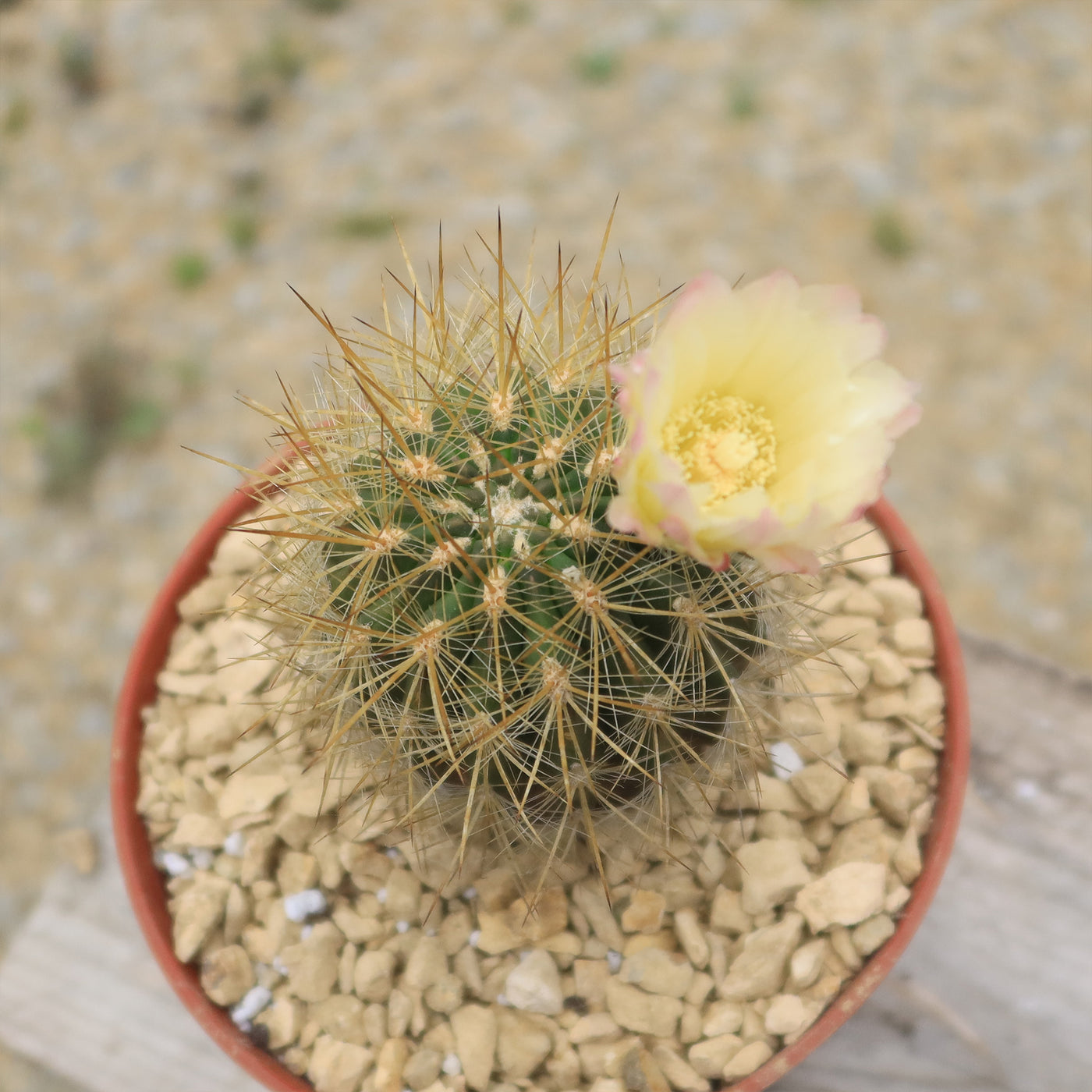 Neochilenia chilensis flaviflora