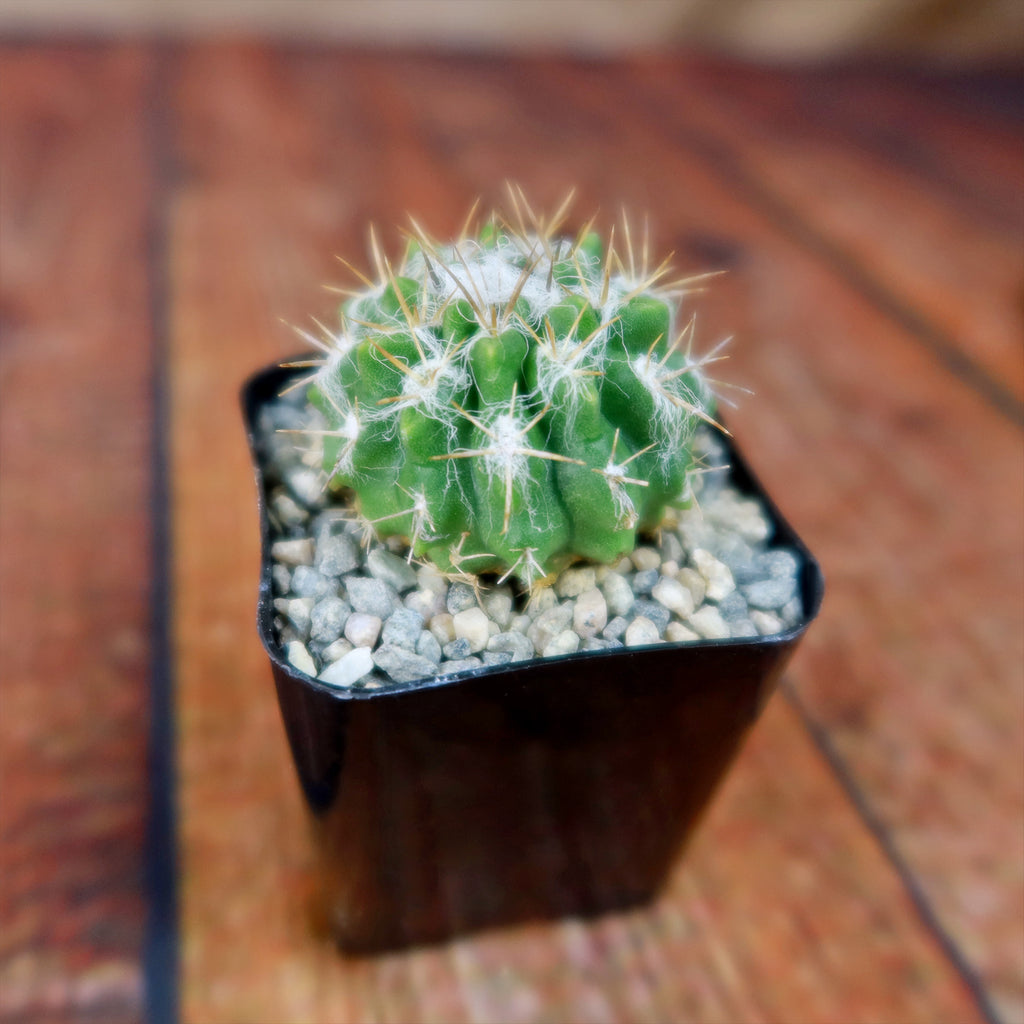 Neochilenia floccosa