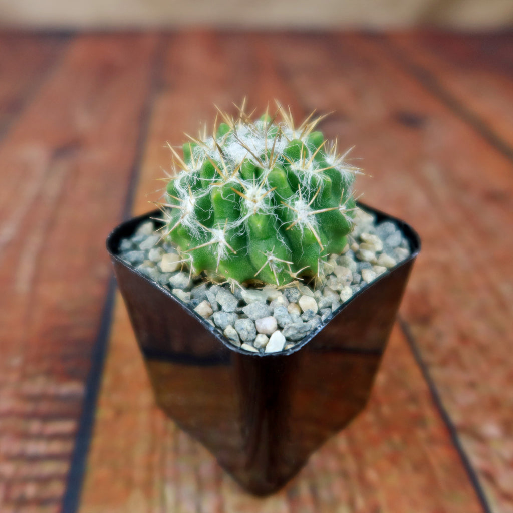 Neochilenia floccosa