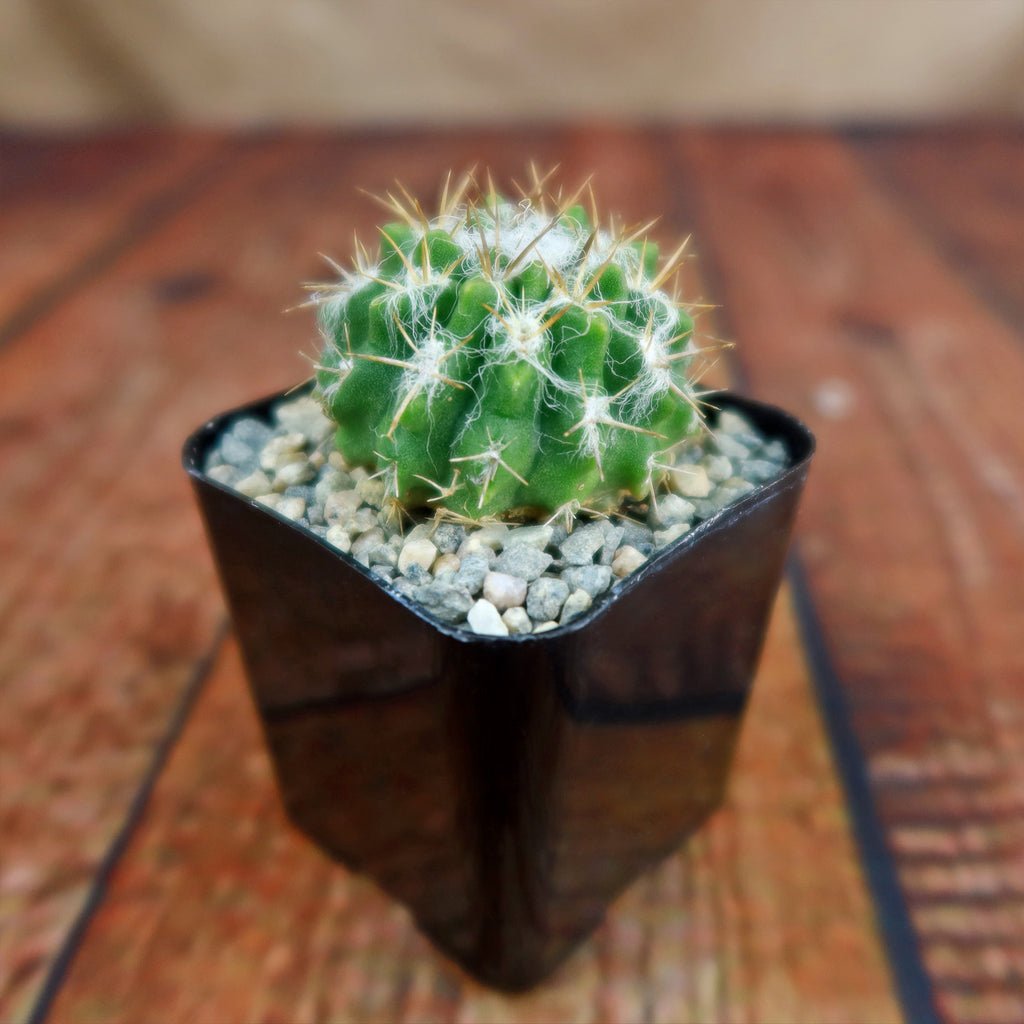 Neochilenia floccosa