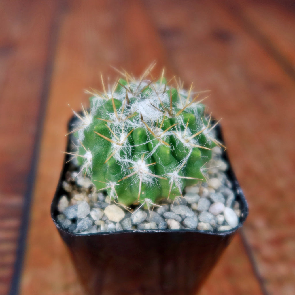 Neochilenia floccosa