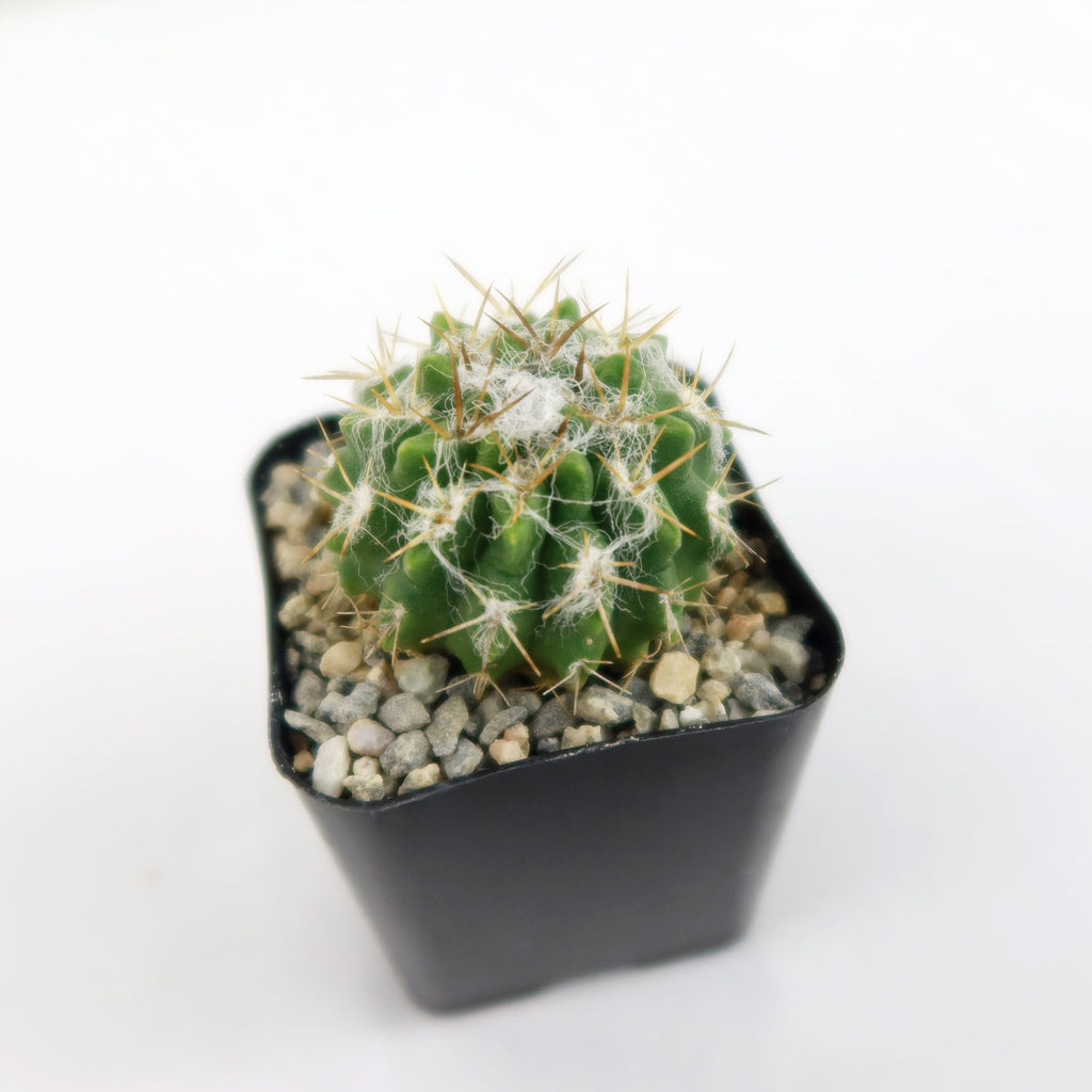 Neochilenia floccosa