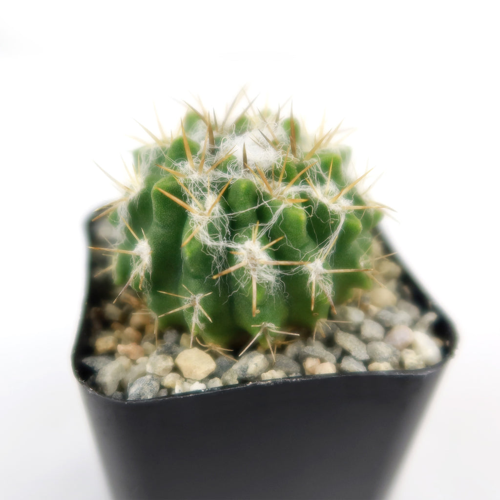 Neochilenia floccosa