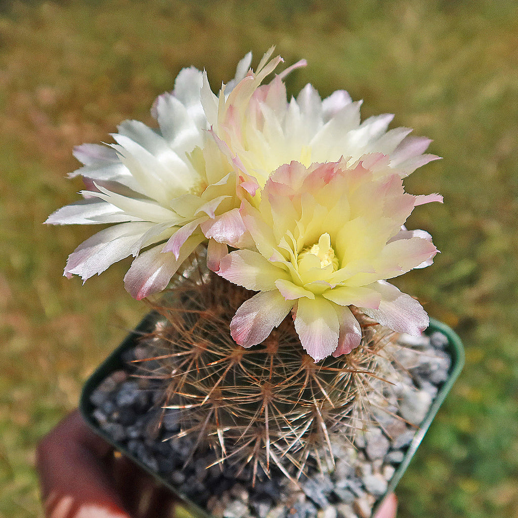 Neochilenia chilensis flaviflora