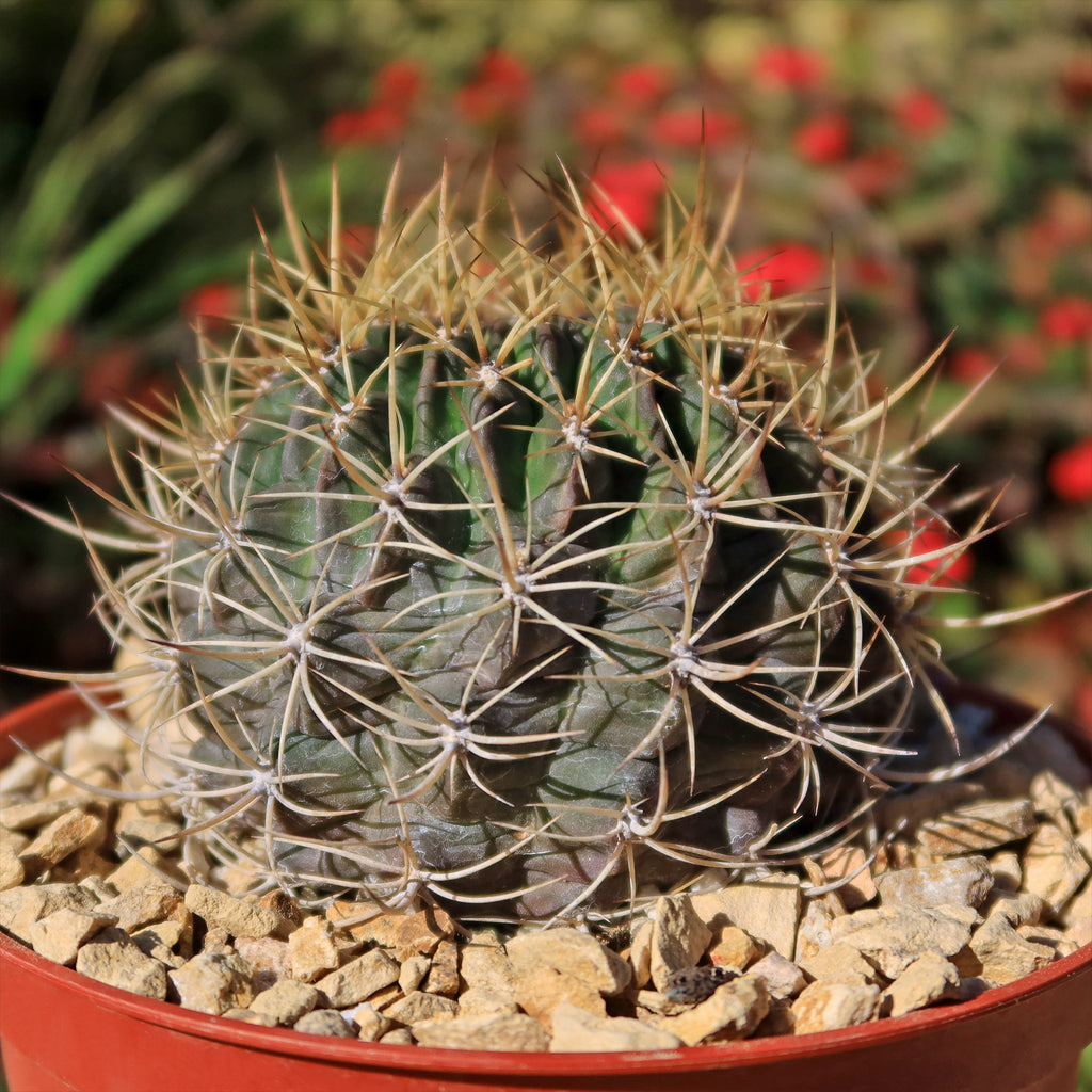 Neoporteria coimasensis