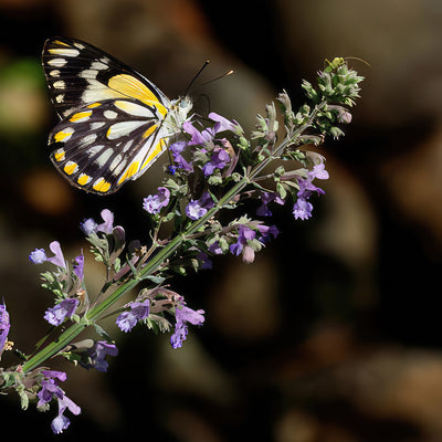 Catmint Plant ‘Nepeta faassenii’