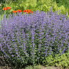 Catmint Plant ‘Nepeta faassenii’