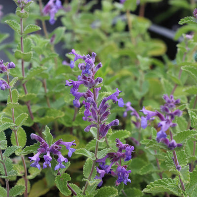 Catmint Plant ‘Nepeta faassenii’