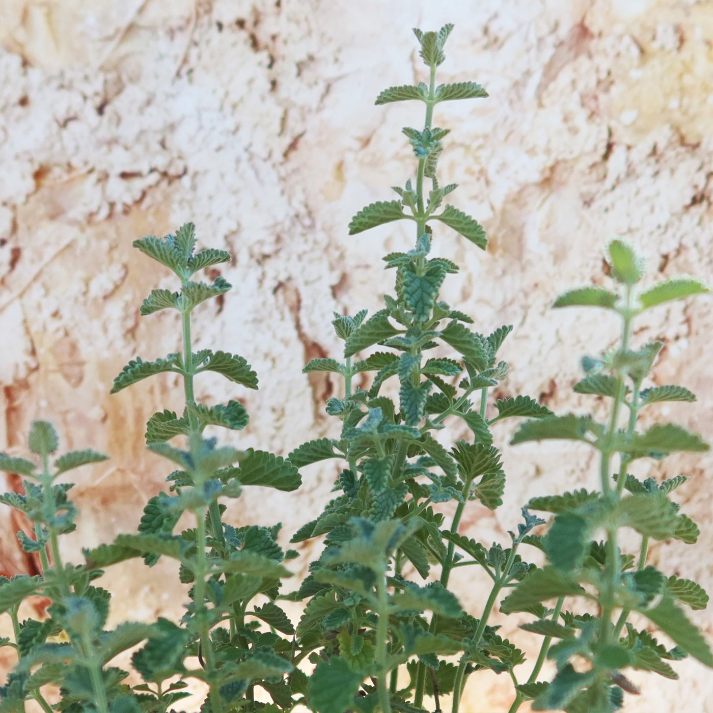 Catmint Plant ‘Nepeta faassenii’