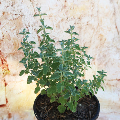 Catmint Plant ‘Nepeta faassenii’