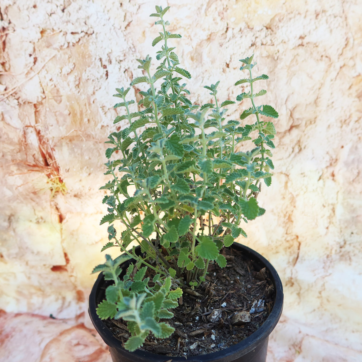 Catmint Plant ‘Nepeta faassenii’