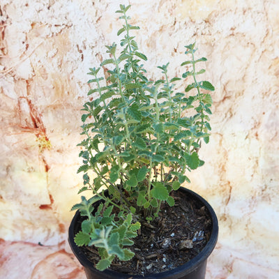 Catmint Plant ‘Nepeta faassenii’