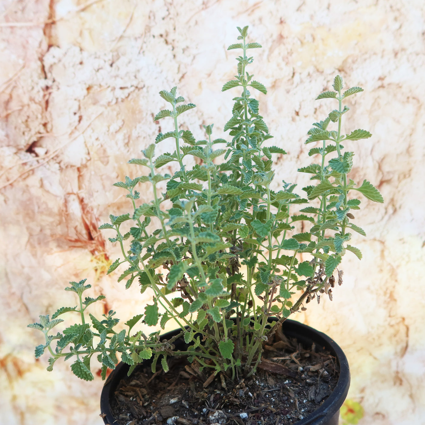 Catmint Plant ‘Nepeta faassenii’