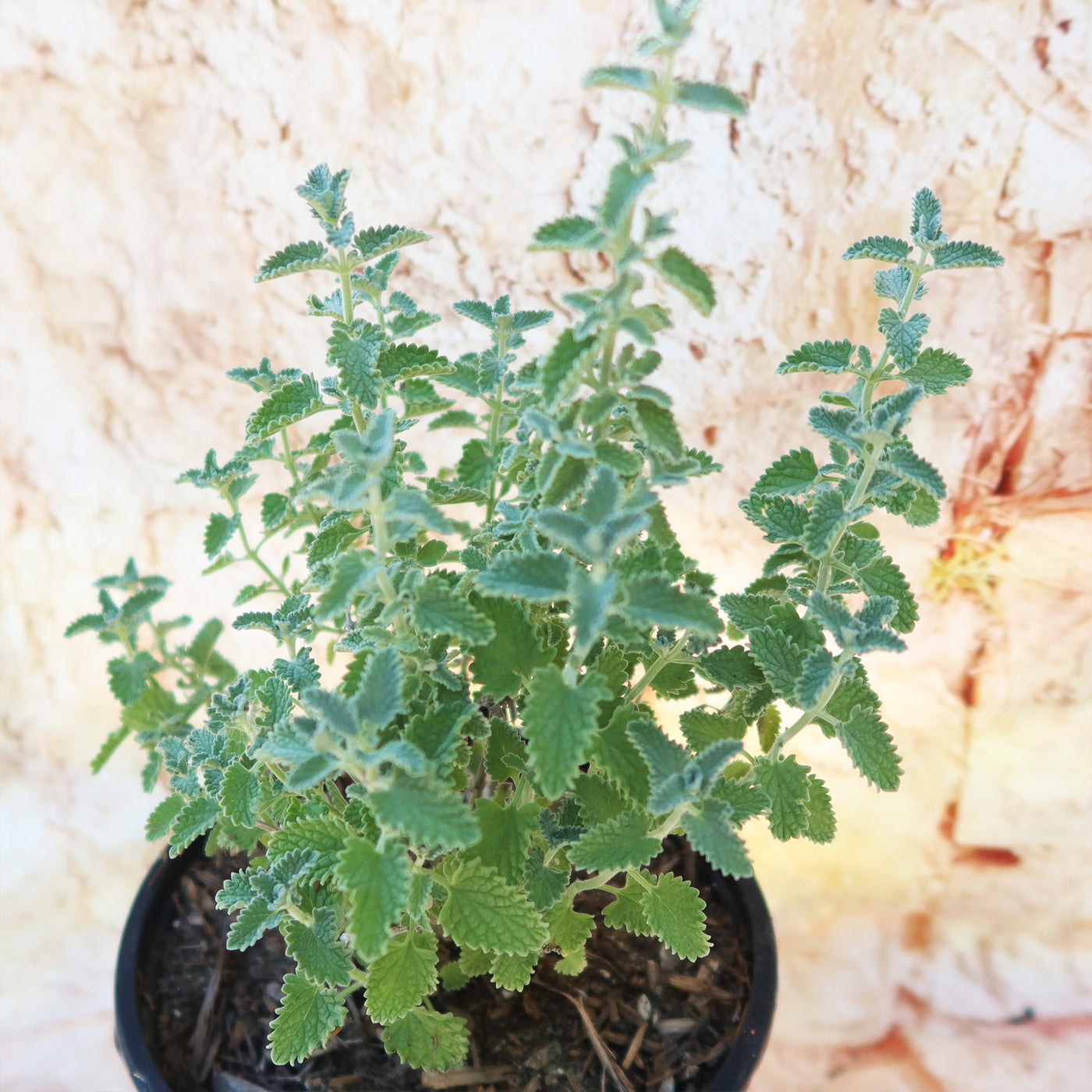 Catmint Plant ‘Nepeta faassenii’