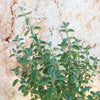 Catmint Plant ‘Nepeta faassenii’