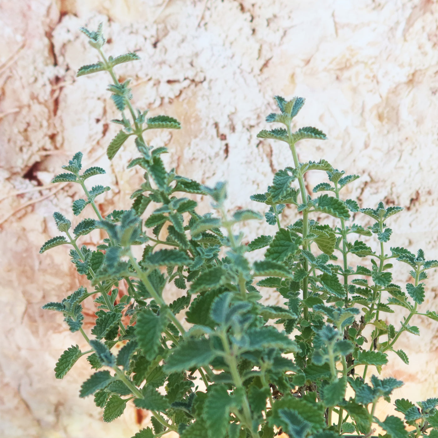 Catmint Plant ‘Nepeta faassenii’