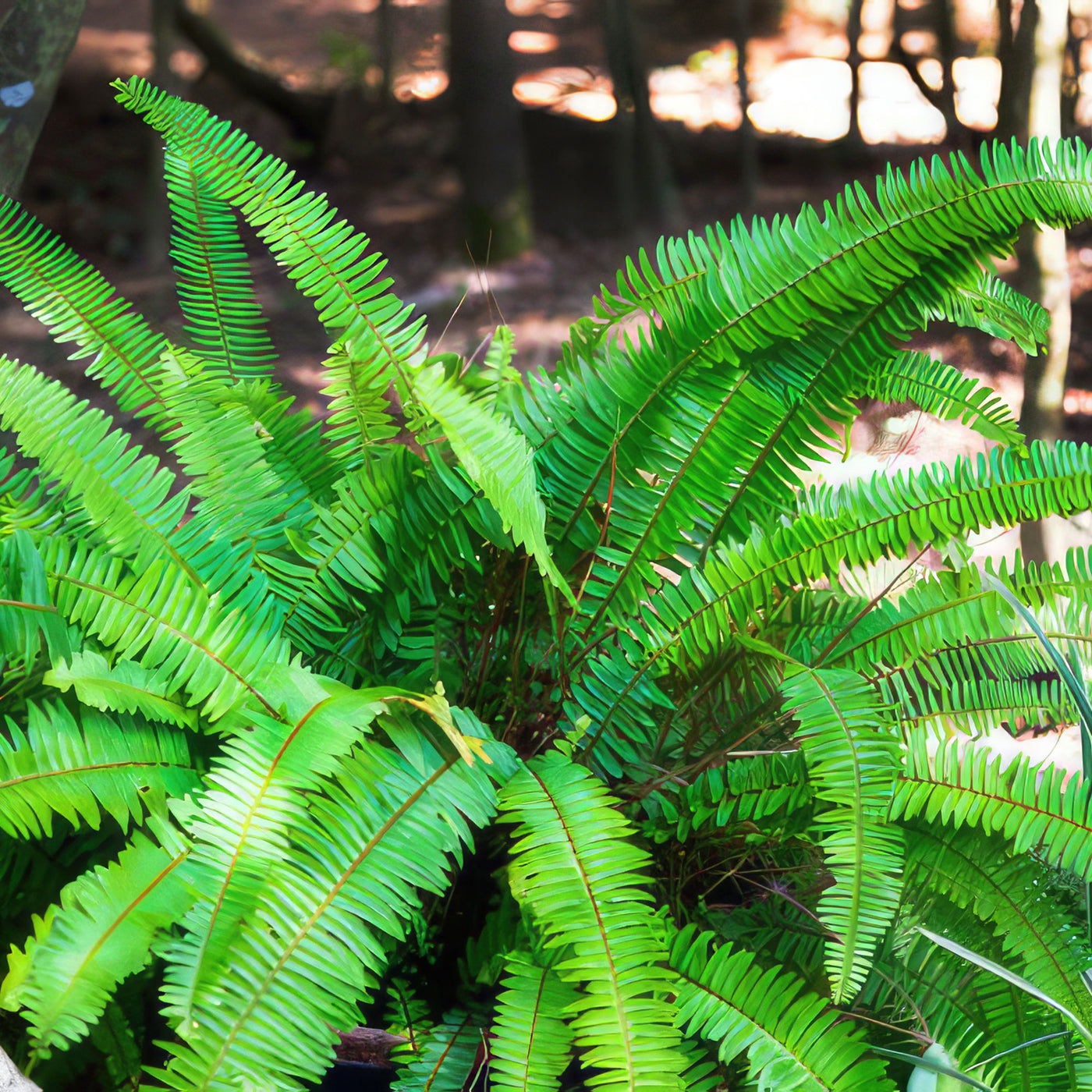 Boston Fern Plants ‘Nephrolepis exaltata’