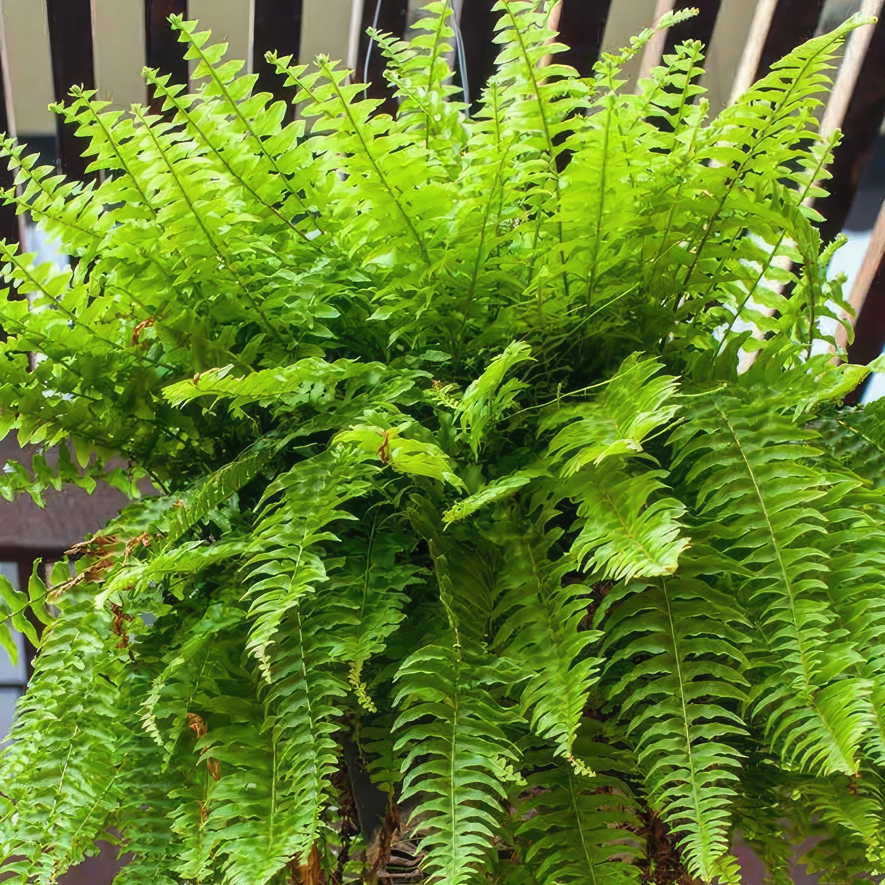 nephrolepis indoor plant Shop 'Boston Fern Plants – Nephrolepis exaltata' Care and Info