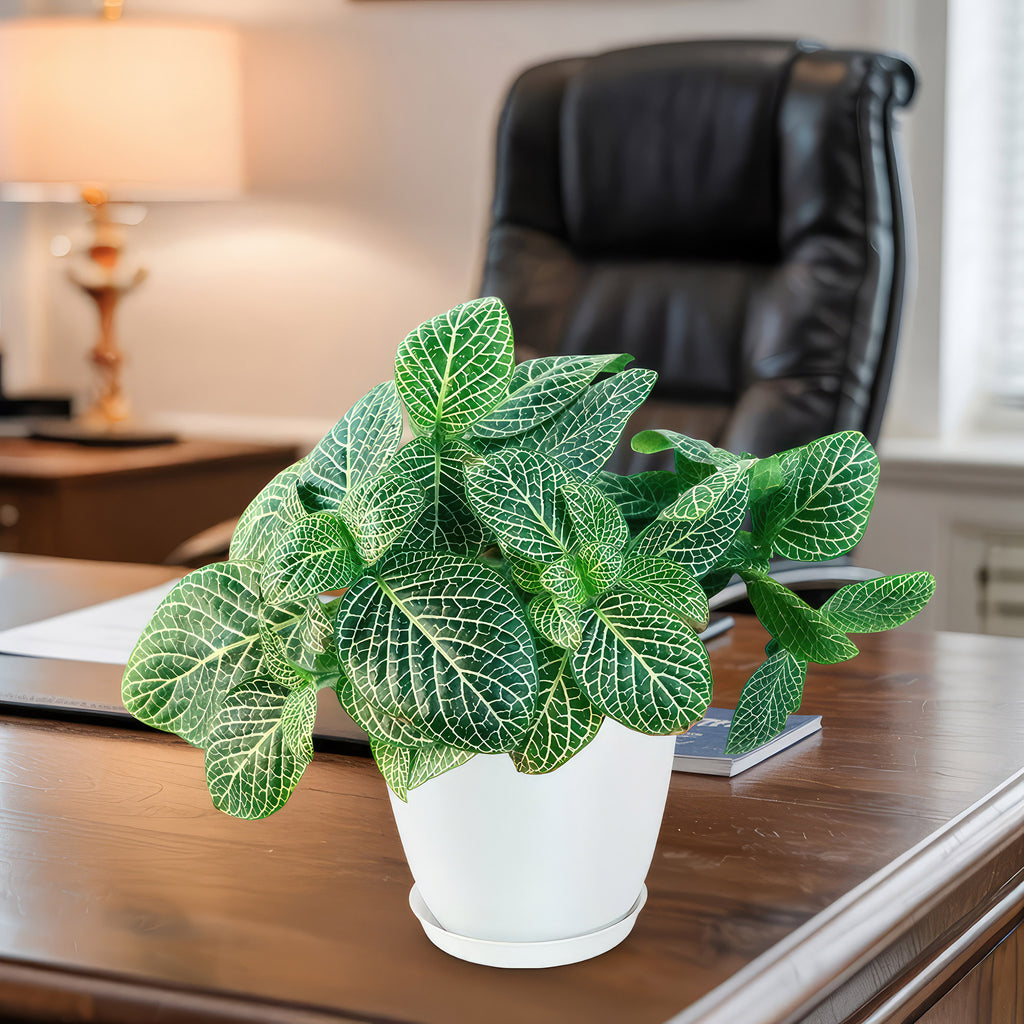 Nerve Plant - Fittonia ‘White Anne’