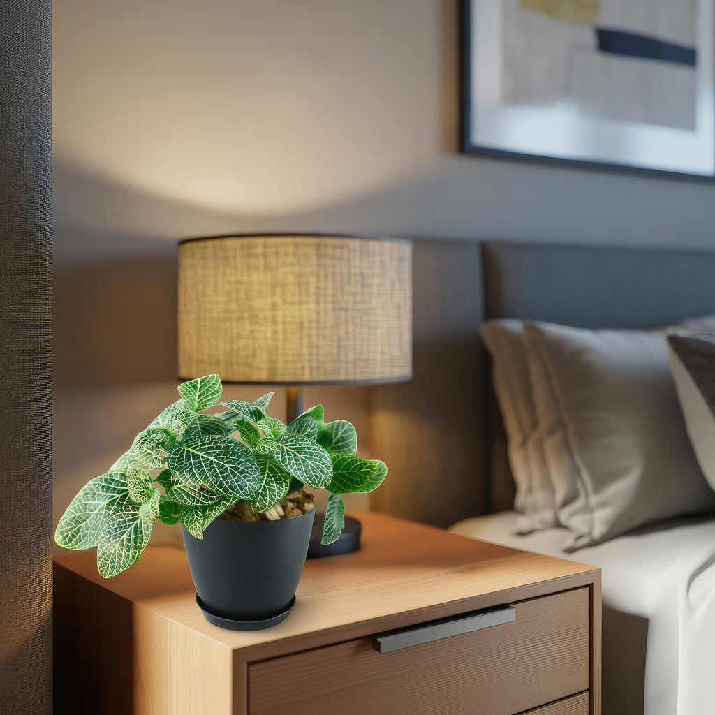 Nerve Plant - Fittonia ‘White Anne’