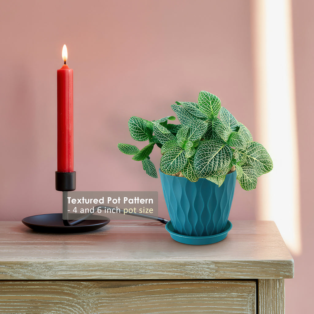 Nerve Plant - Fittonia ‘White Anne’