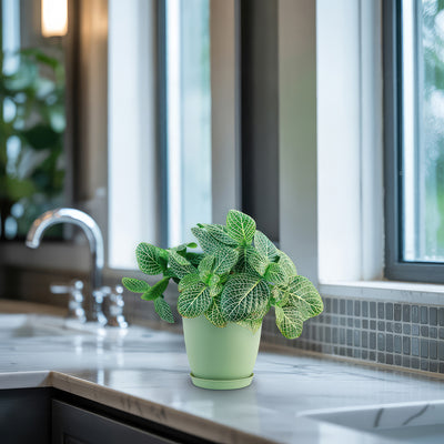 white anne plant indoor Nerve Plant