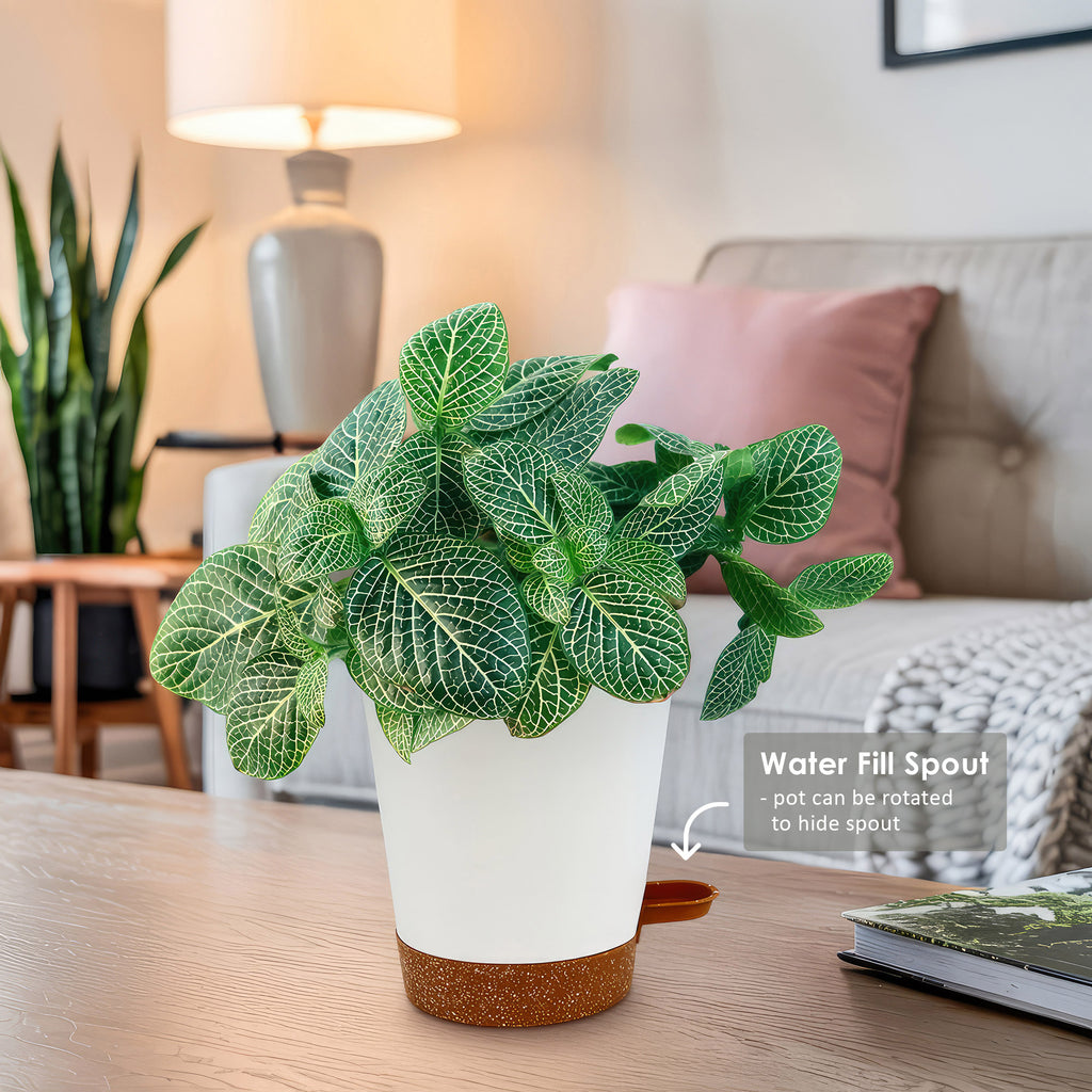 Nerve Plant - Fittonia ‘White Anne’