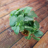 Nerve Plant - Fittonia ‘White Anne’