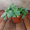 Nerve Plant - Fittonia ‘White Anne’