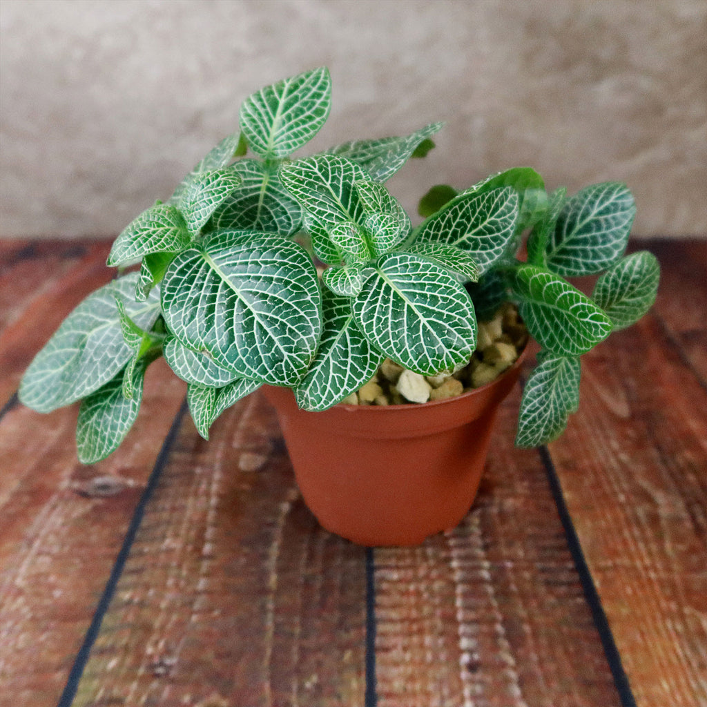 Nerve Plant - Fittonia ‘White Anne’