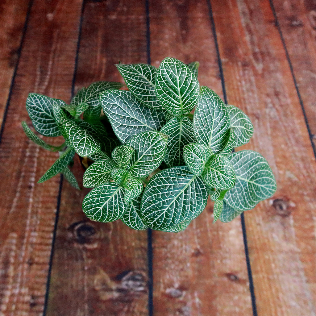 Nerve Plant - Fittonia ‘White Anne’