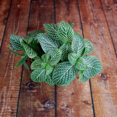 white anne plant indoor Nerve Plant