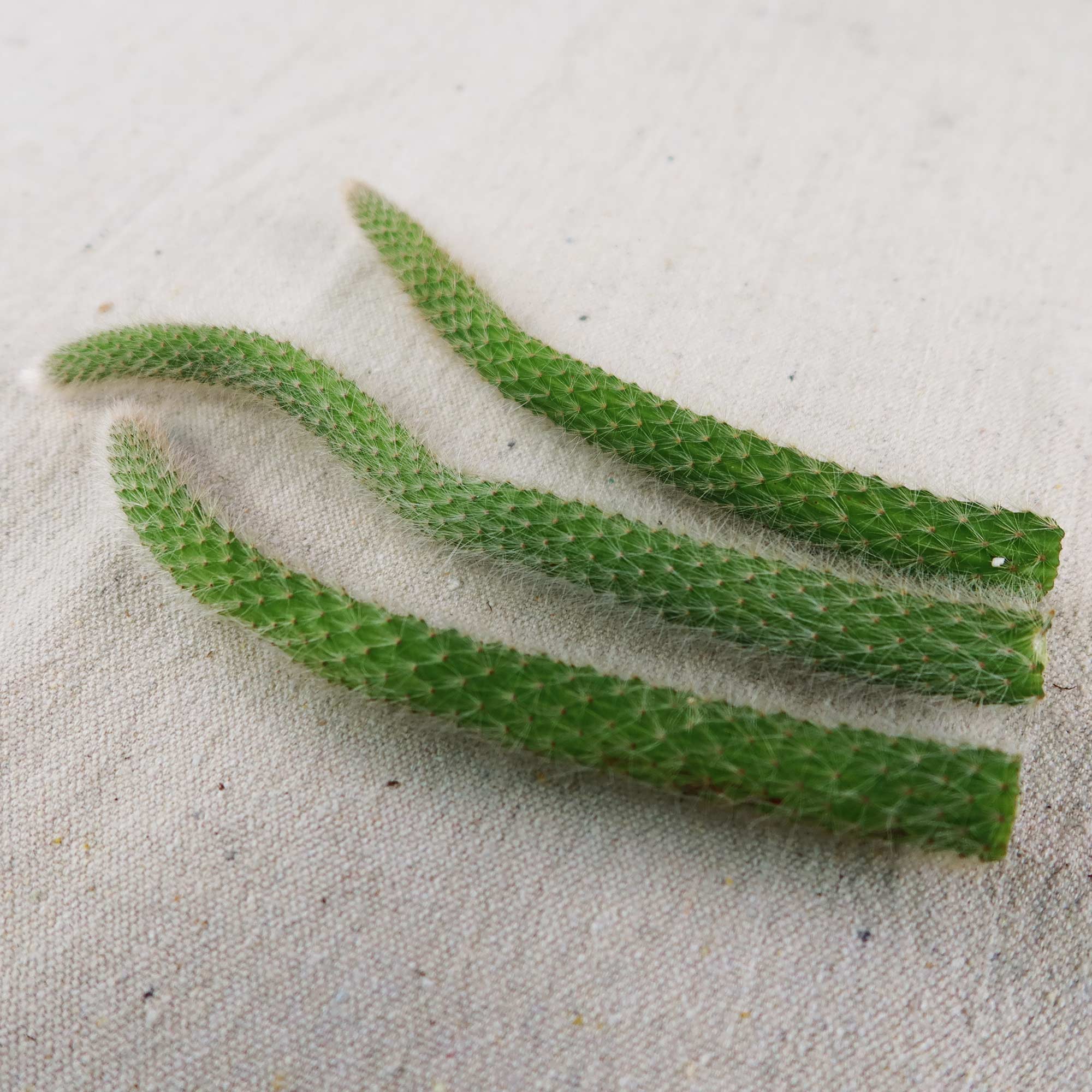 Monkey Tail Cactus Cutting (3 Pack)