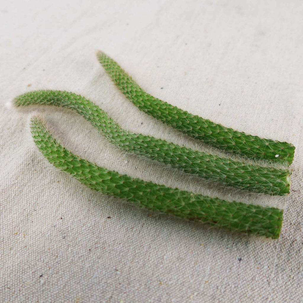 Monkey Tail Cactus Cutting (3 Pack)