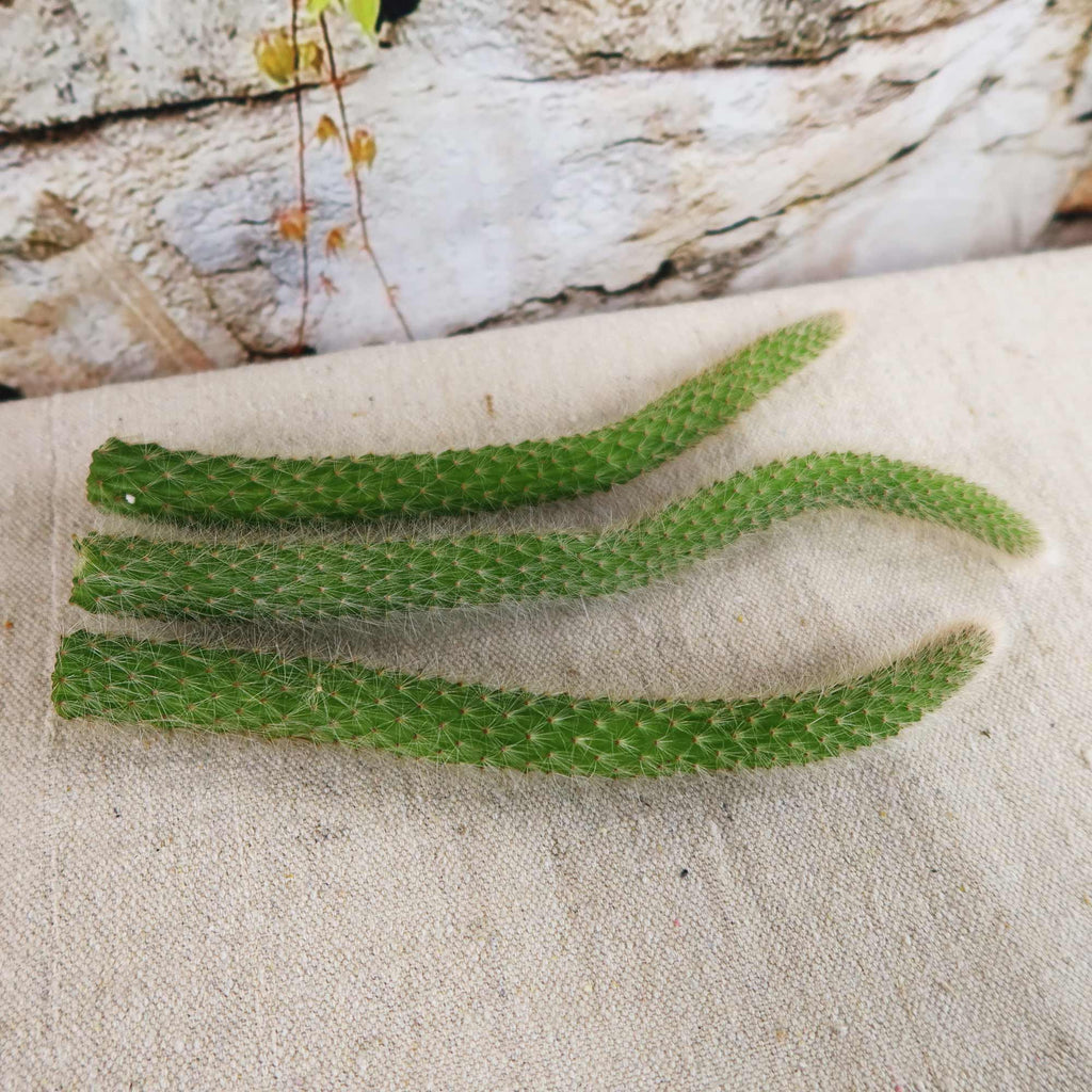 Monkey Tail Cactus Cutting (3 Pack)