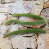 Monkey Tail Cactus Cutting (3 Pack)