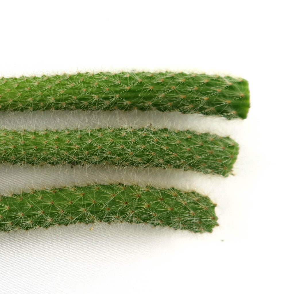 Monkey Tail Cactus Cutting (3 Pack)