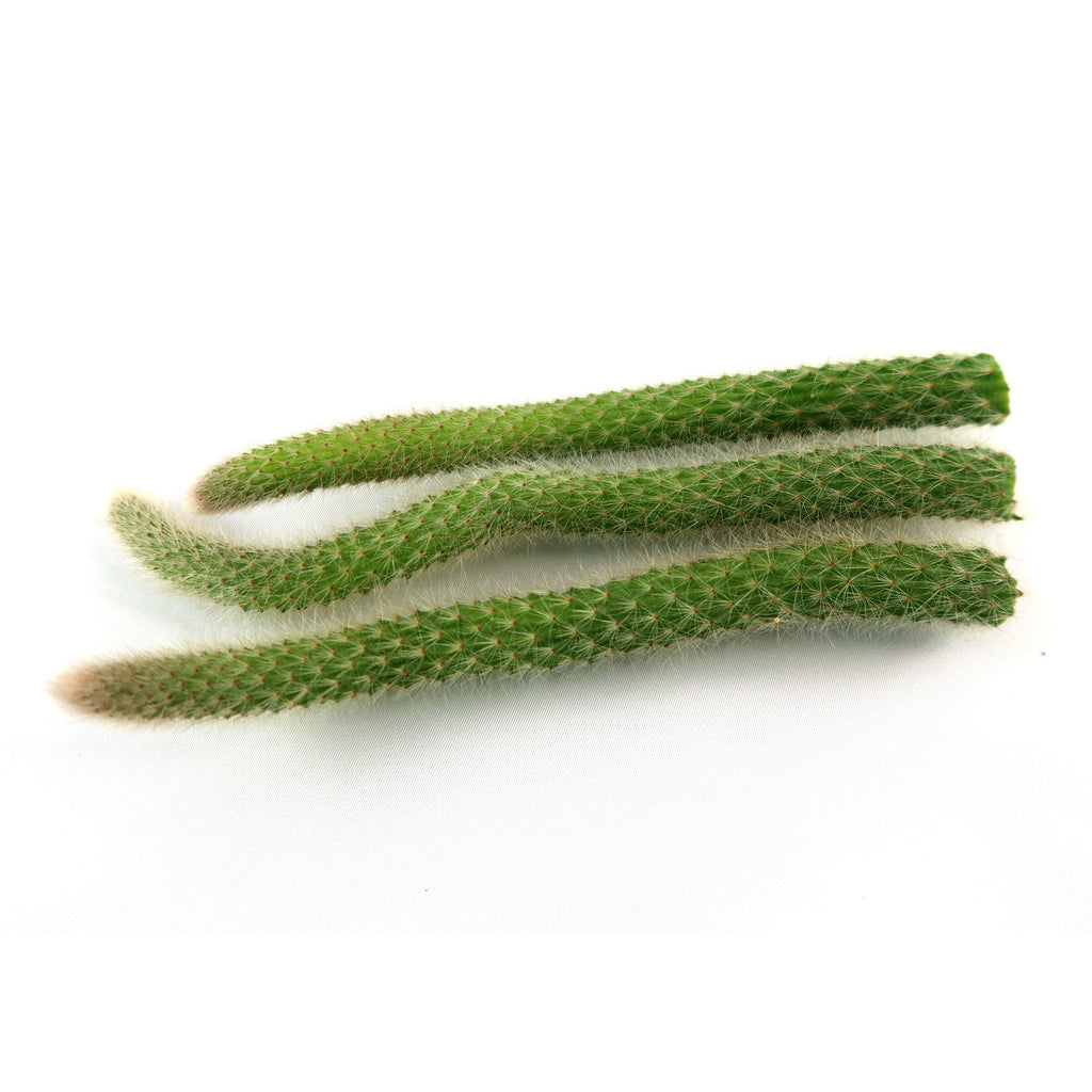 Monkey Tail Cactus Cutting (3 Pack)