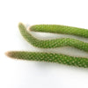 Monkey Tail Cactus Cutting (3 Pack)