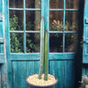 Night blooming cereus &