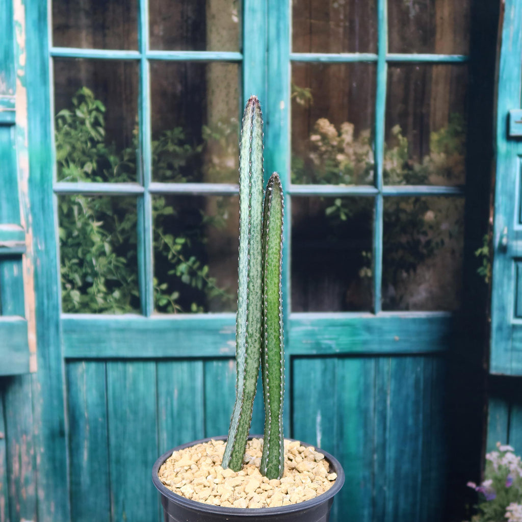 Night blooming cereus 'Peniocereus greggii'