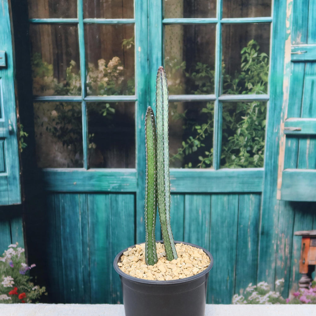 Night blooming cereus 'Peniocereus greggii'