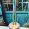 Night blooming cereus &