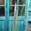 Night blooming cereus &